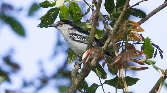 Black-backed Puffback (Dryoscopus cubla) Female