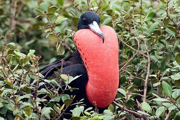 Magnificent Frigatebird (Fregata magnificens) male