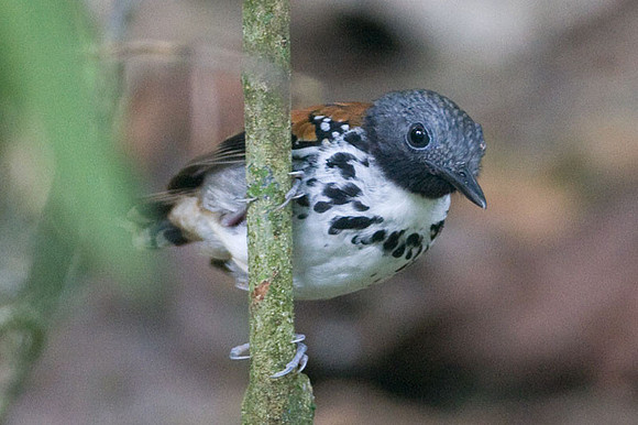 Spotted Antbird (Hylophylax naevioides)