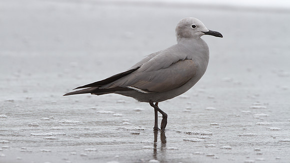Grey Gull (Leucophaeus modestus)