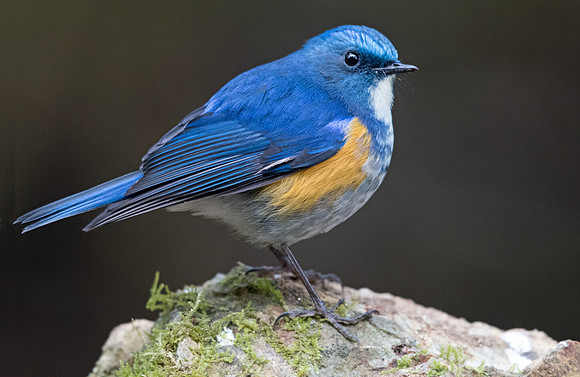 Himalayan bluetail (Tarsiger rufilatus) Male