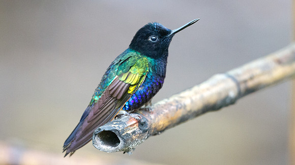 Velvet-purple Coronet (Boissonneaua jardini)