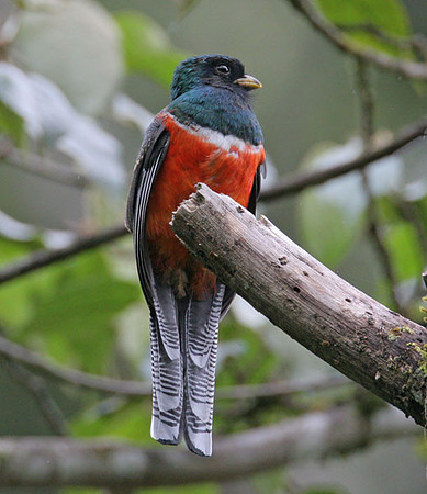 Collared Trogon (Trogon collaris)