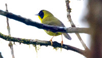 Olive-crowned Yellowthroat (Geothlypis semiflava)