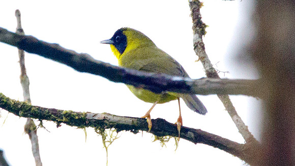 Olive-crowned Yellowthroat (Geothlypis semiflava)