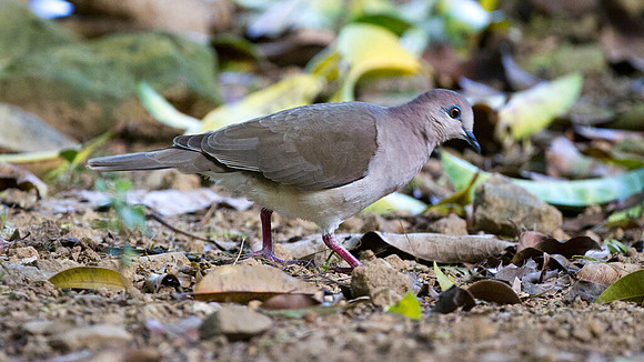 White-tipped Dove (Leptotila verreauxi)