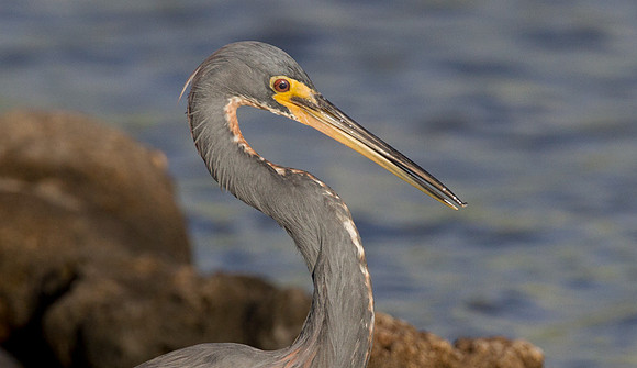 Tricolored Heron (Egretta tricolor)