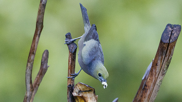 Palm Tanager (Thraupis palmarum)