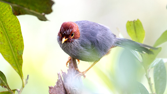 Chestnut-hooded Laughingthrush (Rhinocichla treacheri)