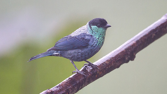 Black-capped Tanager (Tangara heinei)