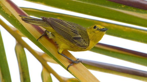 Yellow Warbler (Dendroica petechia)
