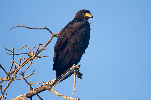 Common Black Hawk (Buteogallus anthracinus) young