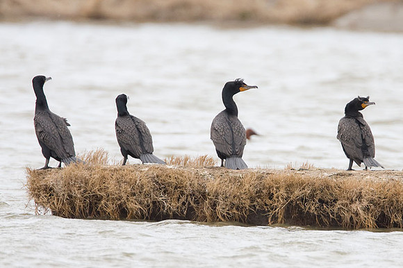 Double-crested Cormorant (Phalacrocorax auritus)
