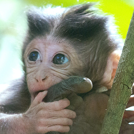 IMG_6773-thumb critter