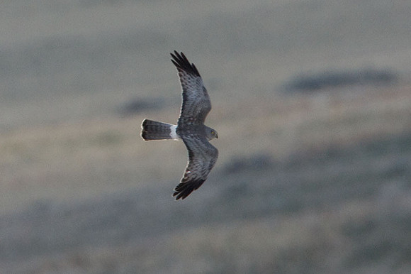 Hen Harrier (Circus cyaneus) also known as Northern Harrier