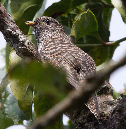 Banded bay cuckoo (Cacomantis sonneratii)