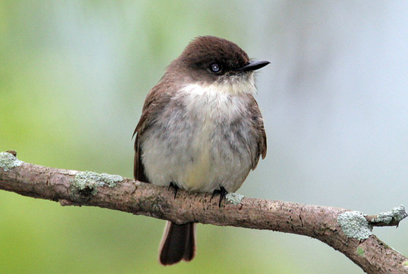 Eastern Phoebe (Sayornis phoebe)