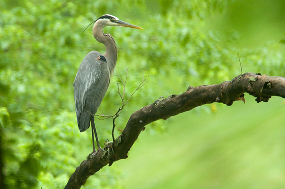 Great Blue Heron (Ardea herodias)