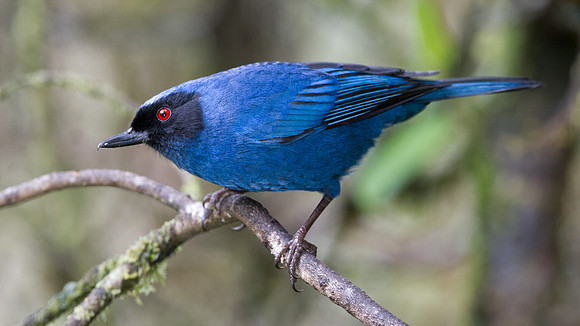 Masked Flowerpiercer (Diglossopis cyanea)