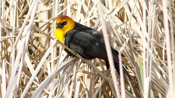 Yellow-headed Blackbird (Xanthocephalus xanthocephalus) male