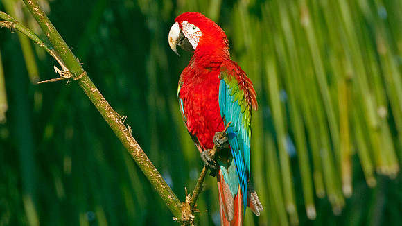 Red-and-green Macaw (Ara chloropterus)