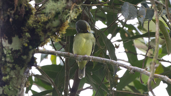 Wing-barred Piprites (Piprites chloris)