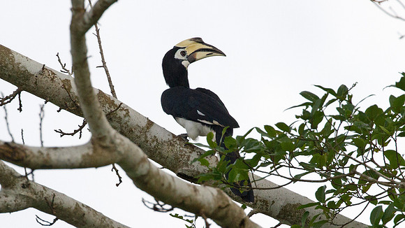 Oriental Pied Hornbill (Anthracoceros albirostris)