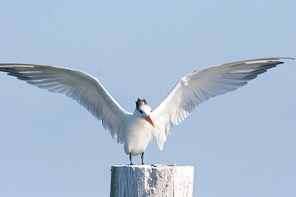 Royal Tern (Thalasseus maximus)
