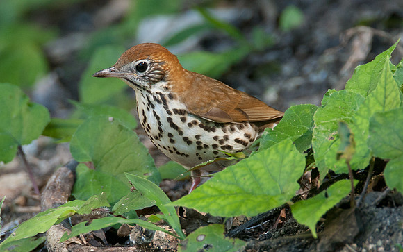 Wood Thrush (Hylocichla mustelina)