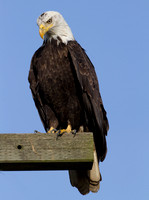 Bald Eagle (Haliaeetus leucocephalus)