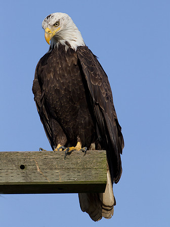 Bald Eagle (Haliaeetus leucocephalus)