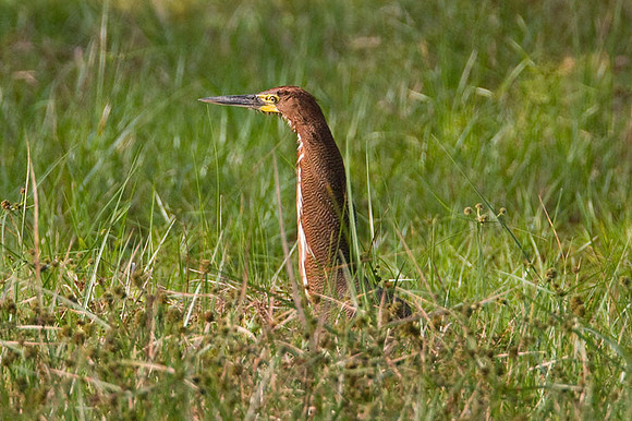 Rufescent Tiger Heron (Tigrisoma lineatum)