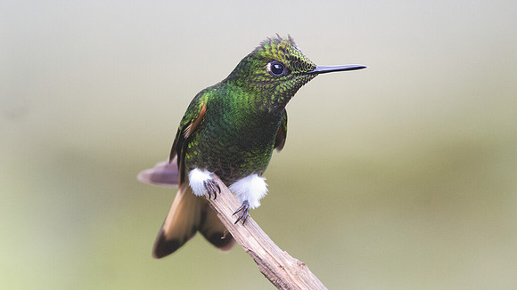 Buff-tailed Coronet (Boissonneaua flavescens)