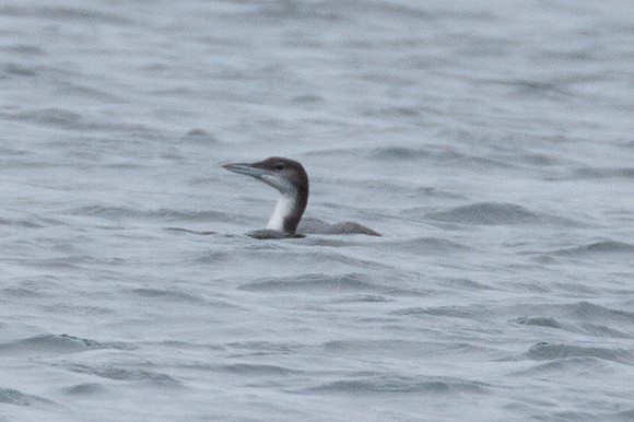 Great Northern Loon (Gavia immer)