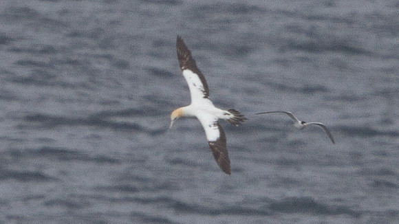 Australasian gannet (Morus serrator or Sula bassana)