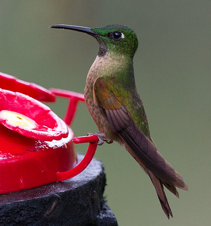 Fawn-breasted Brilliant (Heliodoxa rubinoides)