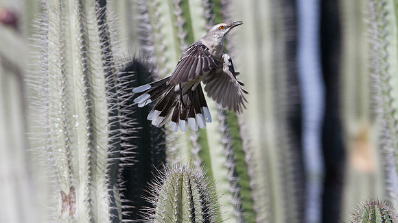 Tropical Mockingbird (Mimus gilvus)
