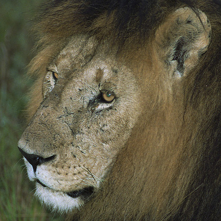 1988 Africa Lion-1-thumba