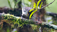 Rufous-throated Tanager (Tangara rufigula)