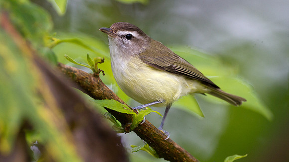 Brown-capped Vireo (Vireo leucophrys)