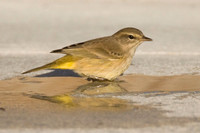Palm Warbler (Dendroica palmarum)