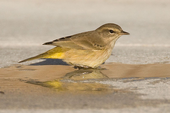 Palm Warbler (Dendroica palmarum)