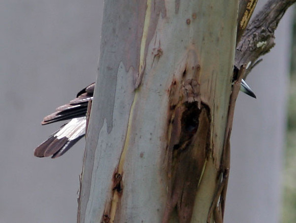 Australian Magpie (Cracticus tibicen)