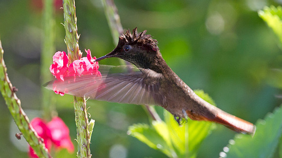 Ruby-topaz Hummingbird (Chrysolampis mosquitus) male