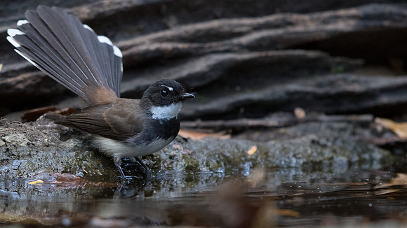 Malaysian pied fantail (Rhipidura javanica)