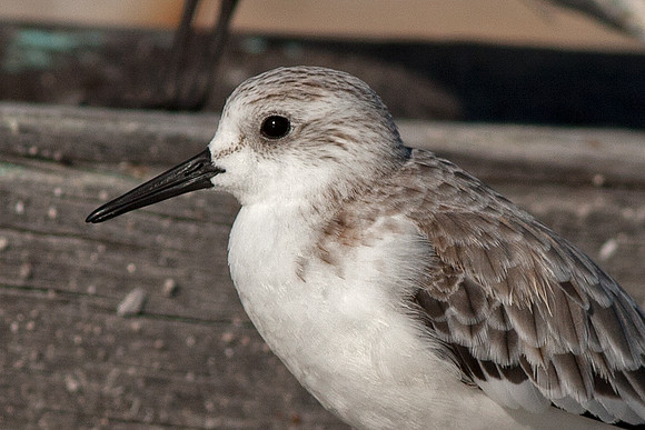 Sanderling (Calidris alba)