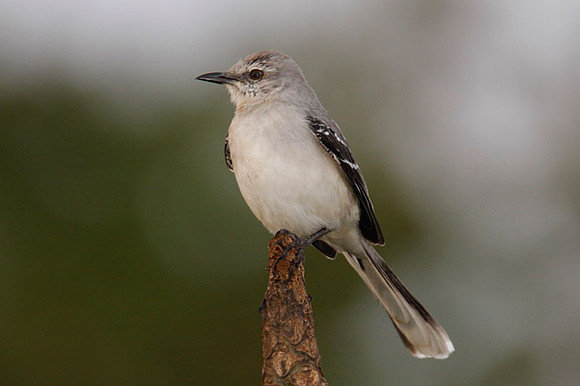 Tropical Mockingbird (Mimus gilvus)