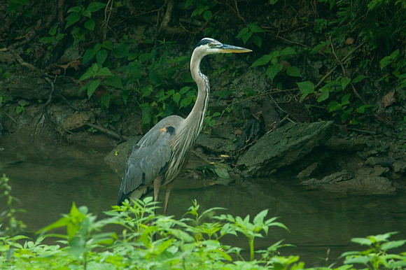 Great Blue Heron (Ardea herodias)