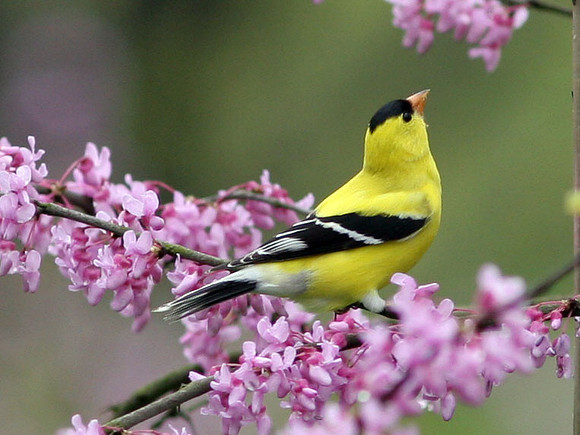 American Goldfinch (Carduelis tristis) male