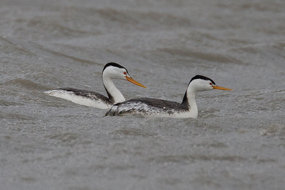Clark's Grebe (Aechmophorus clarkii)
